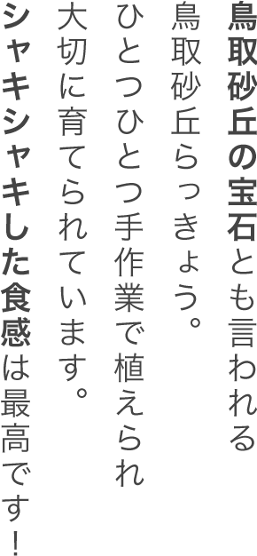 鳥取砂丘の宝石とも言われる鳥取砂丘らっきょう。ひとつひとつ手作業で植えられ大切に育てられています。しゃりしゃりした食感は最高です！