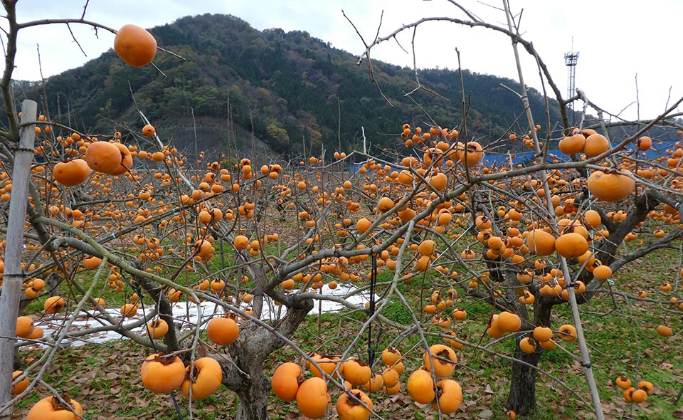 花御所柿の木