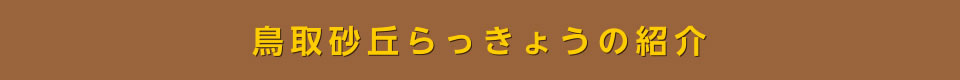 鳥取砂丘らっきょうの紹介