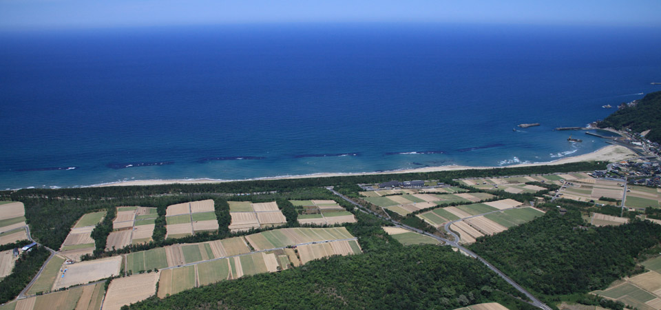 砂丘らっきょう圃場風景