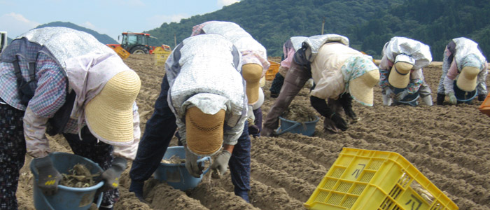 鳥取砂丘らっきょうの植付け