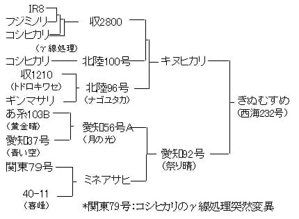 「きぬむすめ」の系譜図