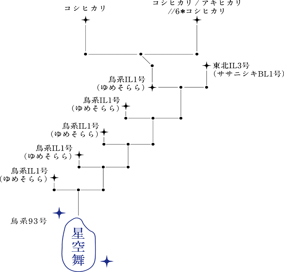 星空舞来歴