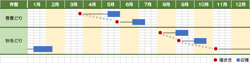 ほうれんそう アカザ科 ｊａ鳥取いなば